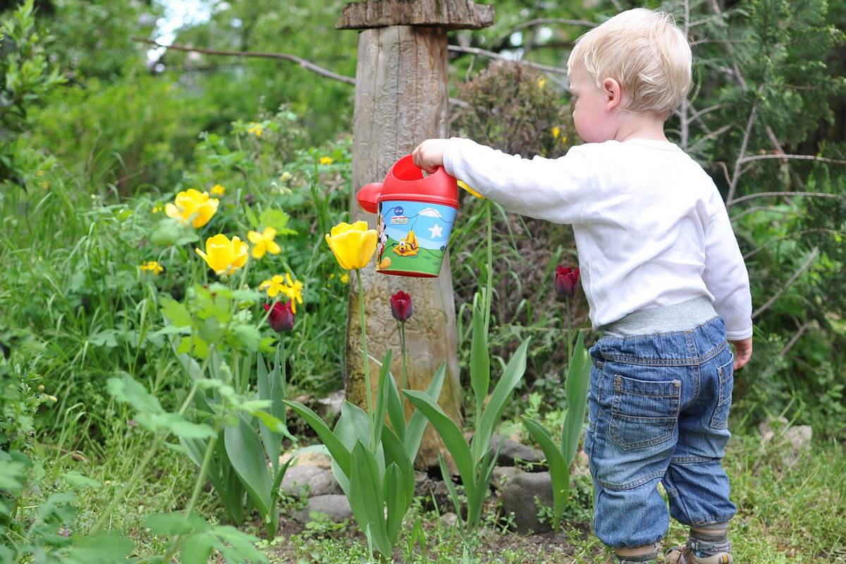 young boy watering tulips