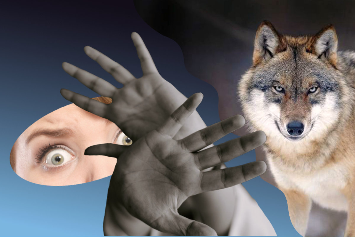 regard apeuré et loup : la peur