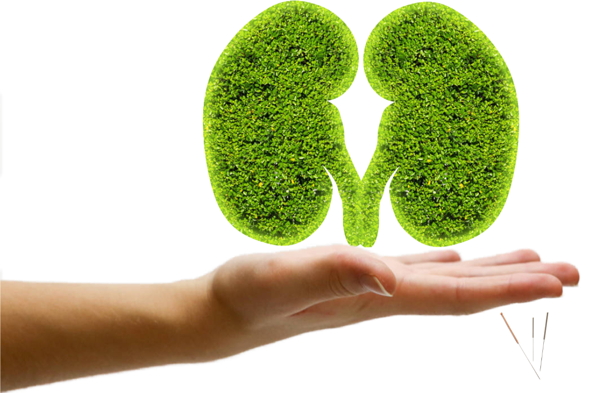 Kidneys with nature filling on one hand