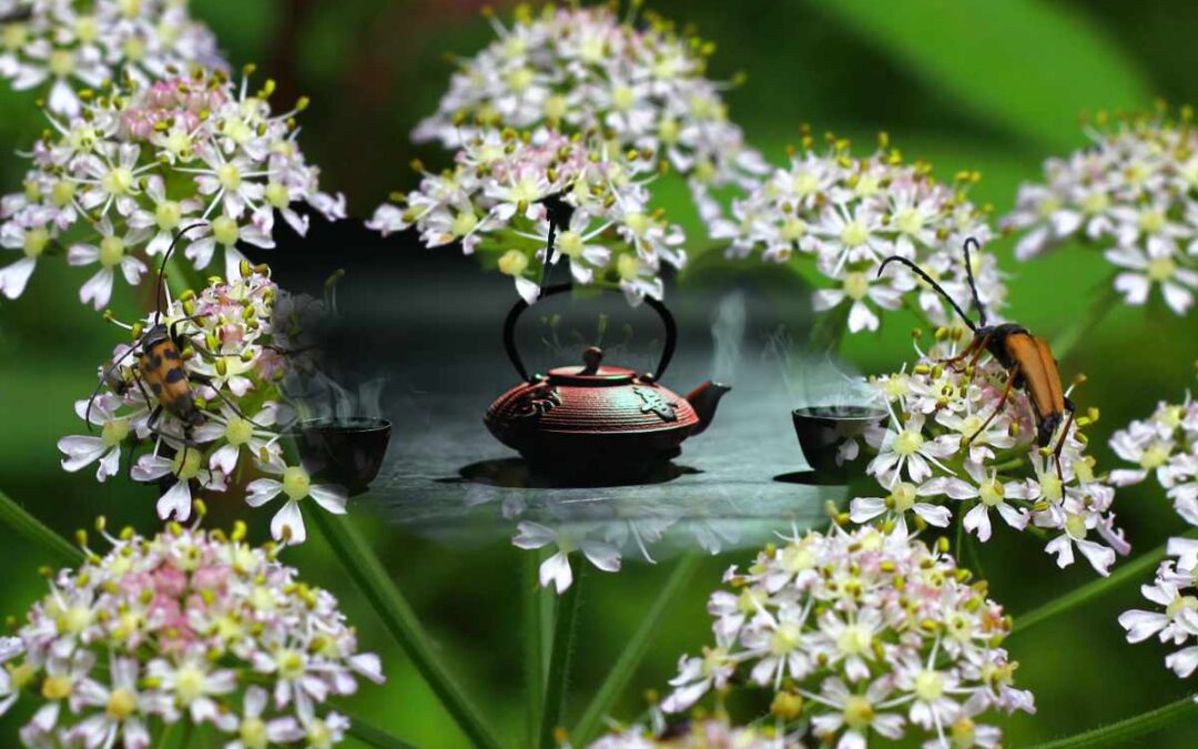 Dāng Guī: uses and virtues