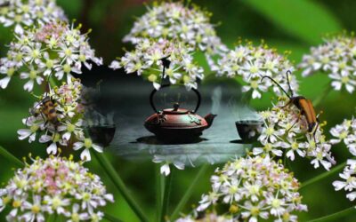 Dāng Guī: uses and virtues