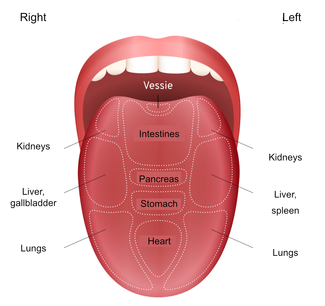tongue diagram EN cartographie de la langue