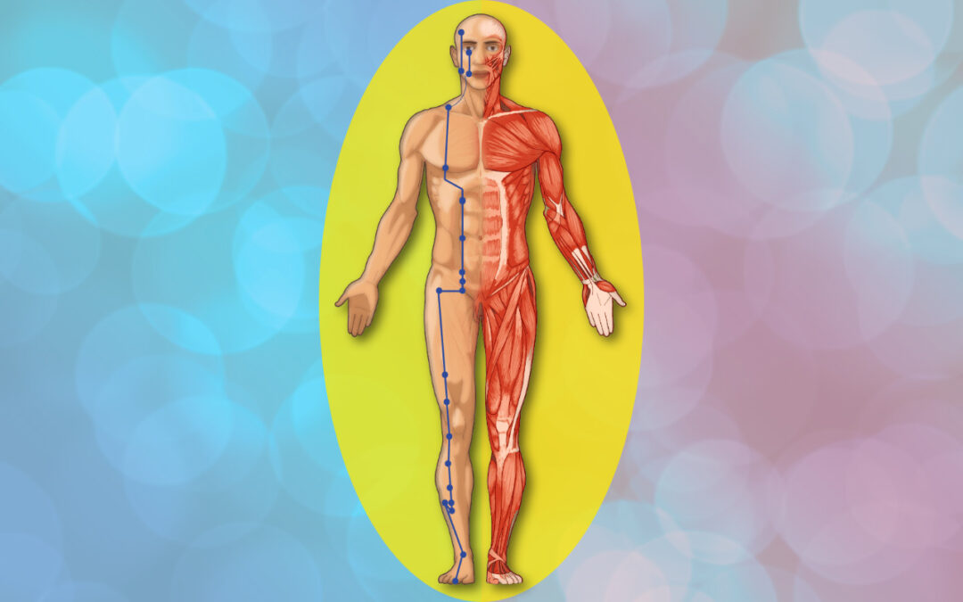 The stomach meridian